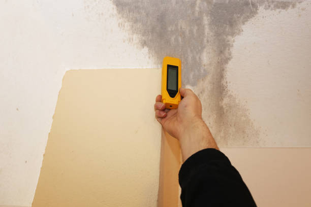 Best Industrial Mold Remediation  in Olga, FL