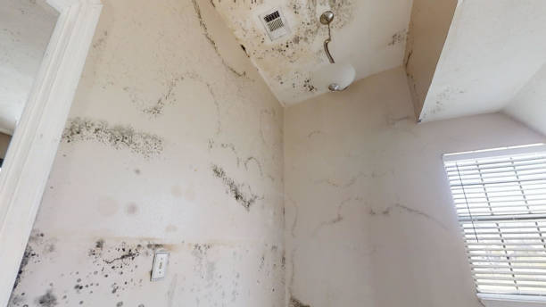 Best Forensic Mold Investigation  in Olga, FL