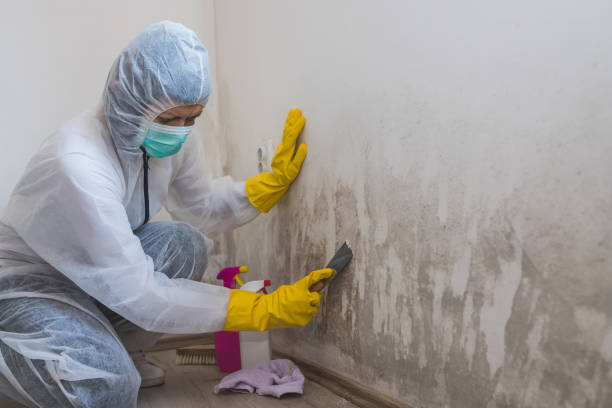Best Biohazard Mold Removal  in Olga, FL