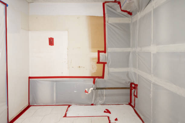 Best Basement Mold Removal  in Olga, FL