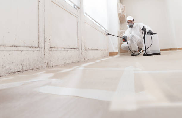 Best Mold Damage Restoration  in Olga, FL