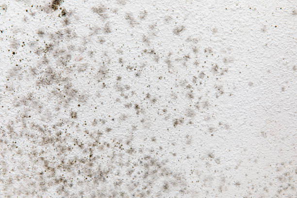 Best Mold Prevention Services  in Olga, FL
