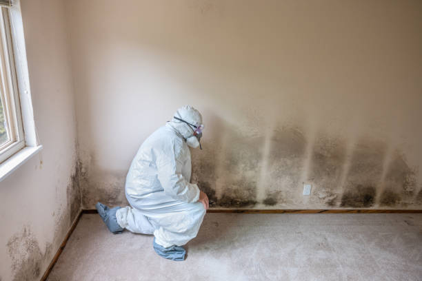 Mold Removal for HVAC Installations in Olga, FL