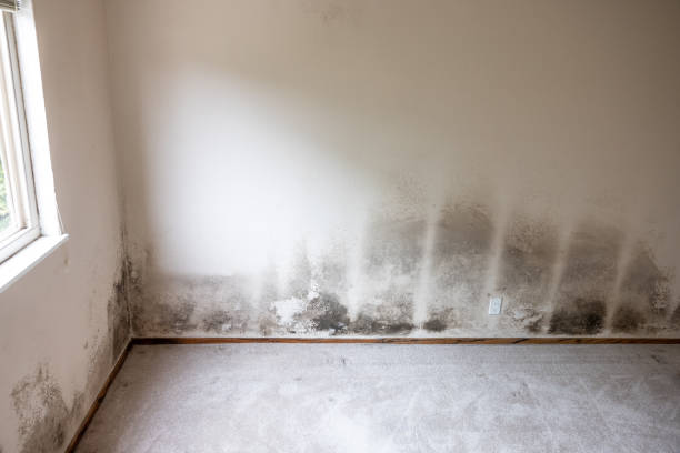 Best Mold Remediation for Healthcare Facilities  in Olga, FL