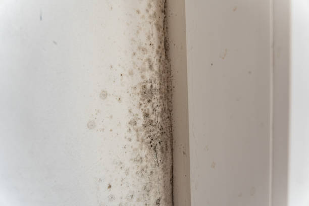 Best Indoor Air Quality Assessment  in Olga, FL