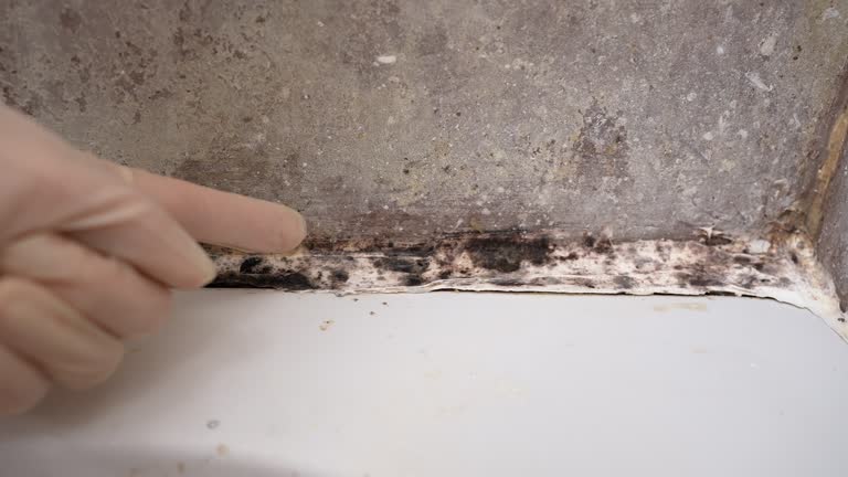 Best Mold Removal for HVAC Installations  in Olga, FL