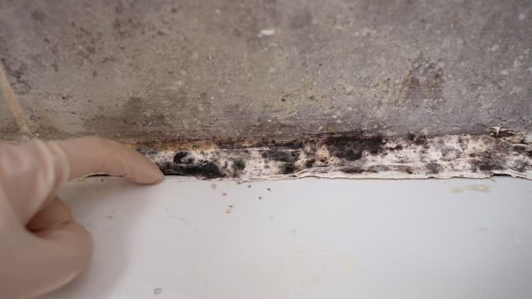 Best Mold Odor Removal Services  in Olga, FL