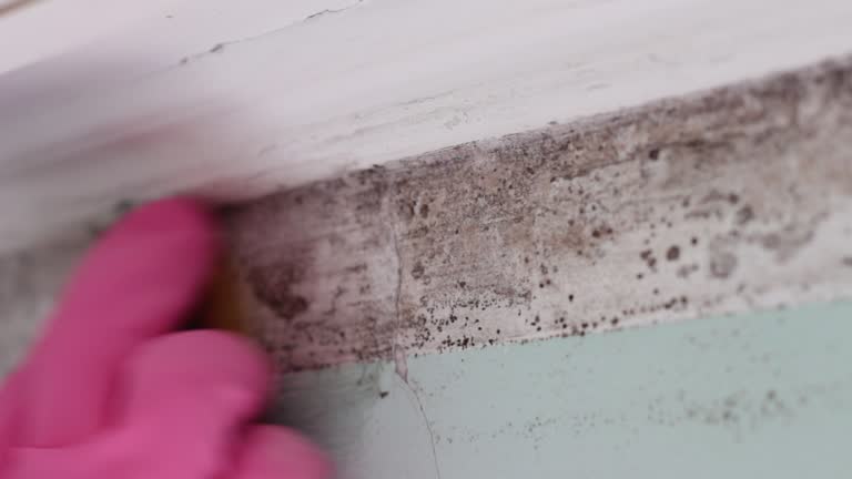 Professional Mold Removal in Olga, FL